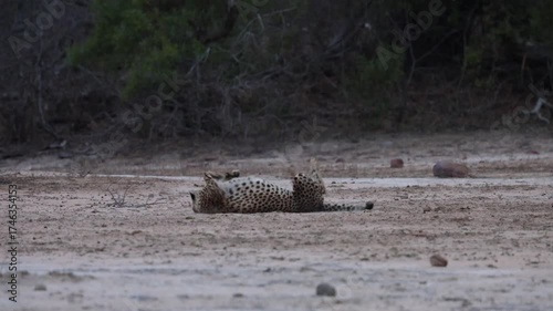  a cheetah rolling around on its back.