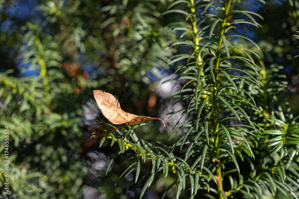 Fototapeta premium A solitary dry brown leaf rests prominently on vibrant green evergreen pine needles, highlighting the beautiful contrast of seasonal change in nature