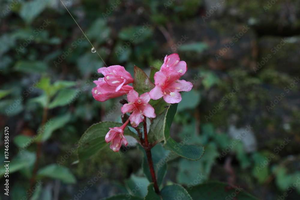 Fototapeta premium 붉은병꽃나무