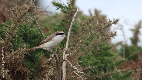 An extremely rare Red-tailed Shrike, Lanius phoenicuroides, hunting for food perching on a gorse bush. It has just caught a Wasp and is about to eat it.
