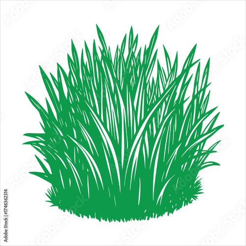 Grass clump with thin blades spreading outward