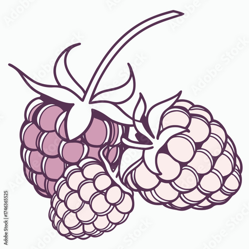 Illustration of fresh ripe raspberries 