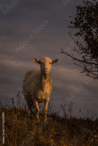 sheep in the field