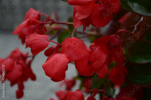 It's photo of Red Begonia flower. It is the close up view of blooming pink flower in garden. It's view of begonia flower bed