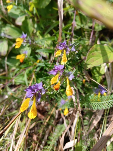 Hain-Wachtelweizen, gelbe Blüten, violette Hochblätter