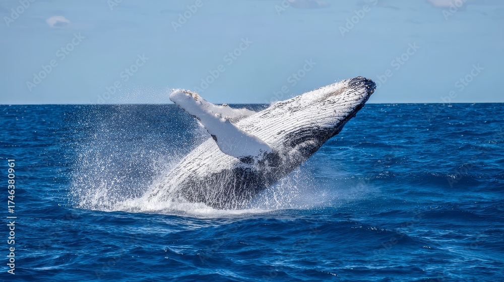 Fototapeta premium Majestic whale breaching ocean surface with dramatic splash, symbol of marine wildlife conservation and power of nature in open sea