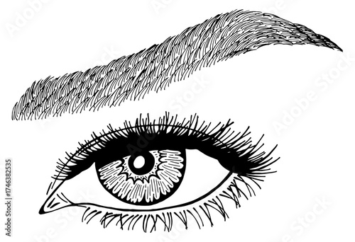 Illustration with woman's eye, eyelashes and eyebrow. Makeup Look. Tattoo design. Logo for brow bar or lash salon.