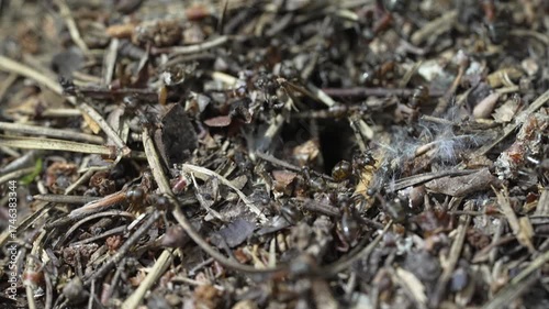 Life of forest ants in their nest.