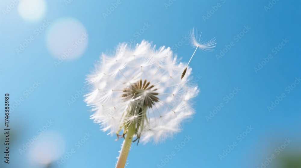 Obraz premium a white dandelion with its stem and seeds blowing in the wind against a bright blue sky