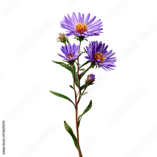 Aster beautiful flower blooming in garden
