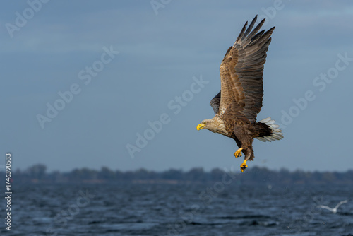 White Tailed Eagle (Haliaeetus albicilla), also known as Eurasian sea eagle and white-tailed sea-eagle. The eagle is fishing in the delta of the river Oder in Poland, Europe.