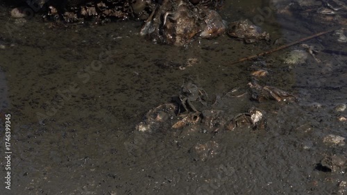 Japanese Macrophthalmus crab is searching for food on the tidal flats at low tide in Saga prefecture, Japan. without sounds