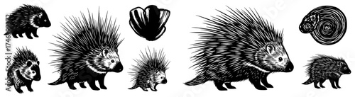 Group of Porcupines Quill Illustration in Black and White, Rodent Mammal Animals Walking, Nature Wildlife, Zoology Concept for Education or Book Illustrations, Decorative Animal Design, Quirky, Graphi