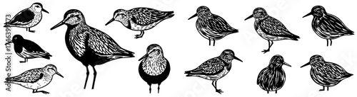 Group of Sandpipers Foraging on Coastline: Coastal Birdlife Illustration in Varied Poses, Ornithology Study for Environmental Conservation, Wildlife Education & Nature Print in Detailed Engraving Styl