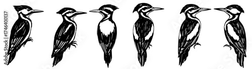 Pileated Woodpeckers Perched Avian Birds in a Row, Hand-Drawn Illustrations for Ornithology, Wildlife Conservation, Nature Education, Black and White Graphic Elements,  Sketch Style,  Animal Illustrat