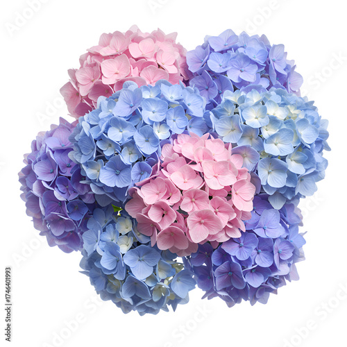 A beautiful bouquet of hydrangea flowers isolated on a white background, showcasing delicate clustered blooms and lush petals in a soft, elegant arrangement.