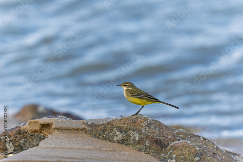 Photos western yellow wagtail Motacilla flava on a sandy beach in Normandy