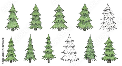Various illustrations of coniferous trees in different styles for design and decoration purposes
