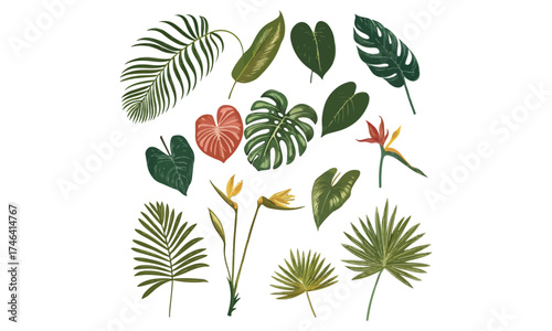 Tropical Leaf Clipart | Monstera and Palm Vector Set | Exotic Botanical Illustration Collection