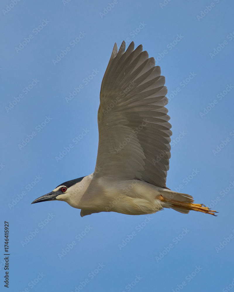 Obraz premium AVES DE DOÑANA