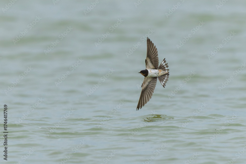 Naklejka premium Barn Swallow Hirundo rustica in flight 