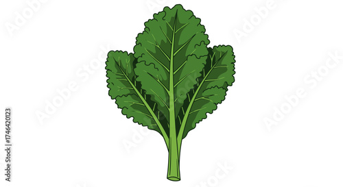 Vibrant green kale leaf isolated on white background healthy eating concept
