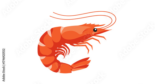 Vibrant illustration of a cooked shrimp with detailed anatomy on white backdrop
