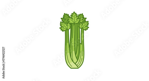 Fresh celery stalk vector illustration isolated on white background