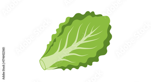 Fresh green lettuce leaf isolated on white background with copy space