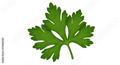 Fresh green parsley leaf isolated on white background for culinary design