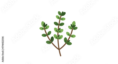 Illustrated green thyme plant on white background botanical vector design