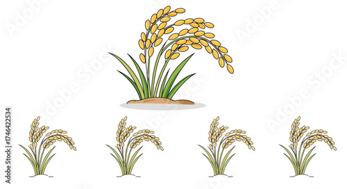 Illustrated rice plants in various stages of growth isolated on white