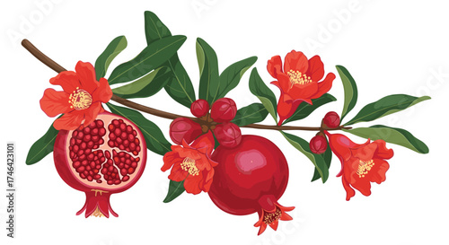 A branch of a pomegranate tree with ripe fruit and blossoms.