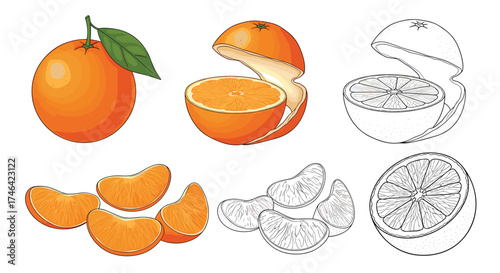 Fresh citrus fruit segments and whole orange illustrations for healthy eating.