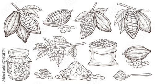 Detailed illustrations of cacao pods beans and processed cocoa products.