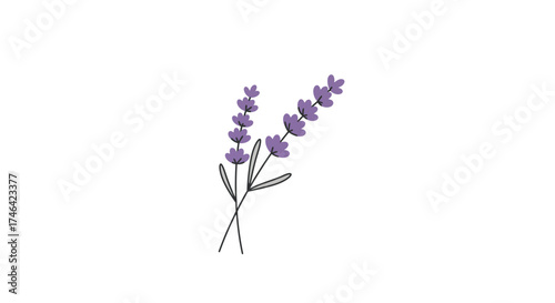 Lavender illustration on white background depicting floral and botanical elements