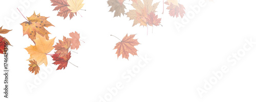 Autumn falling leaves on transparent background, vector, png. Wave of falling leaves in the wind, leaf fall. Rowan berries, acorns, yellow leaves of oak, maple, birch, rowan.	
