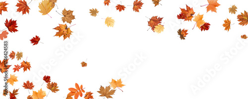 Autumn falling leaves on transparent background, vector, png. Wave of falling leaves in the wind, leaf fall. Rowan berries, acorns, yellow leaves of oak, maple, birch, rowan.