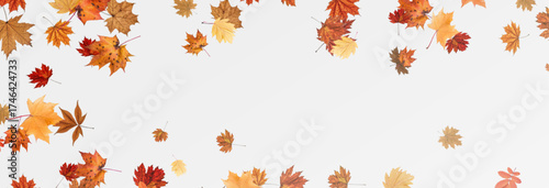 Autumn falling leaves on transparent background, vector, png. Wave of falling leaves in the wind, leaf fall. Rowan berries, acorns, yellow leaves of oak, maple, birch, rowan.