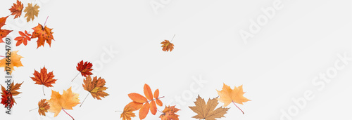 Autumn falling leaves on transparent background, vector, png. Wave of falling leaves in the wind, leaf fall. Rowan berries, acorns, yellow leaves of oak, maple, birch, rowan.