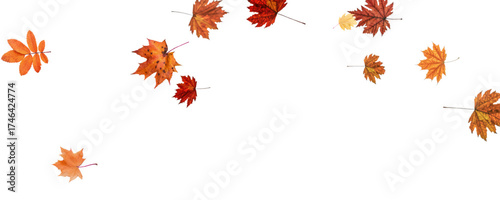 Autumn falling leaves on transparent background, vector, png. Wave of falling leaves in the wind, leaf fall. Rowan berries, acorns, yellow leaves of oak, maple, birch, rowan.	
