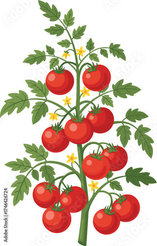 An illustration of a lush tomato plant featuring ripe red tomatoes, green leaves, and yellow blossoms—perfect for garden, agriculture, botanical, and healthy food projects