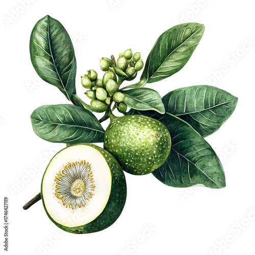 Feijoa png