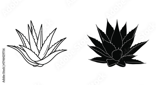 Two agave plants isolated side by side one sketch outline one solid black silhouette silhouette