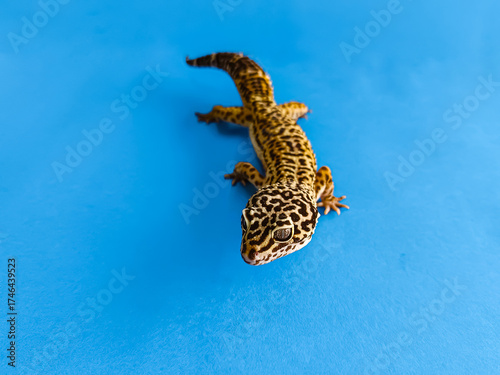 Isolated on blue of a leopard gecko