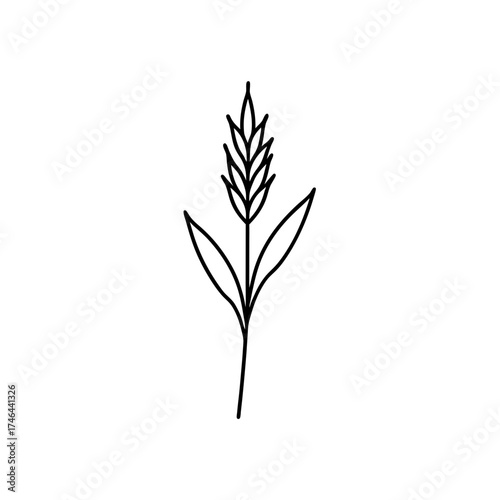 Simple outline drawing of wheat on transparent background