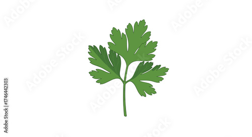 A single fresh green parsley leaf isolated on a white background.