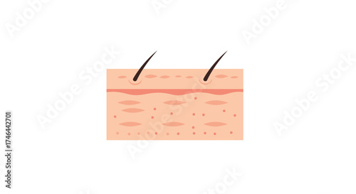 Human skin cell structure illustration epidermis dermis and subcutaneous tissue