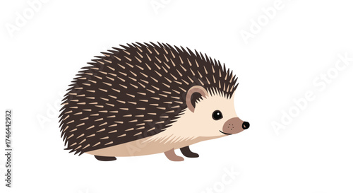 A prickly little hedgehog walks across a white background.