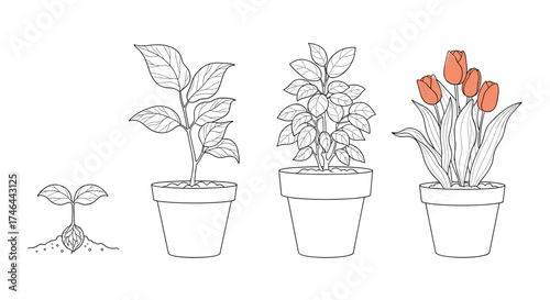 Four stages of plant growth in pots starting from seedling to blooming flower.
